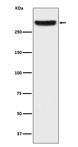IP3 Receptor (13U15) Rabbit Monoclonal Antibody