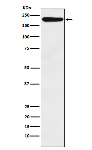 IQGAP1 (14X7) Rabbit Monoclonal Antibody
