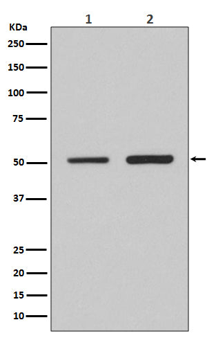 IRF2 (19Z15) Rabbit Monoclonal Antibody