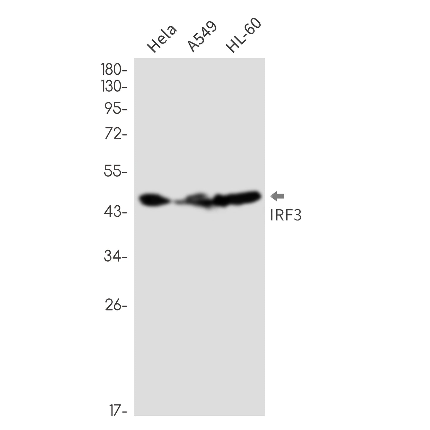 IRF3 (18Y4) Rabbit Monoclonal Antibody