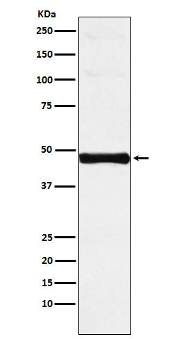 IRF-9 (3N8) Rabbit Monoclonal Antibody