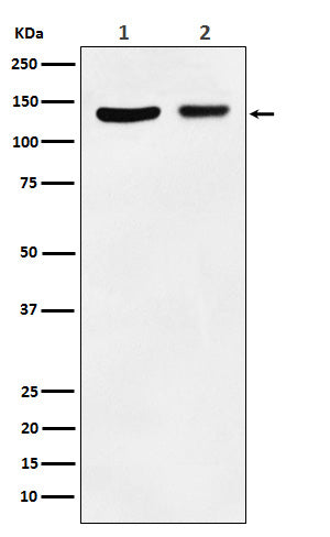 JAK1 (9I2) Rabbit Monoclonal Antibody
