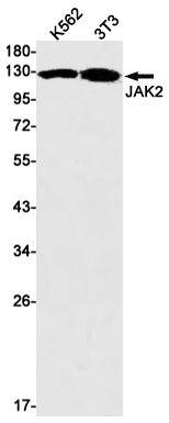 JAK2 (14B16) Rabbit Monoclonal Antibody