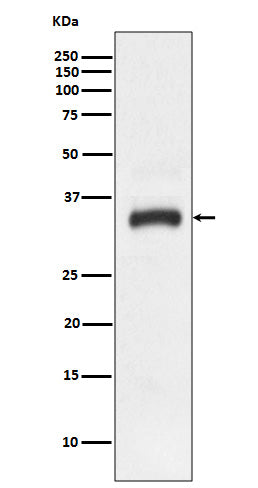JAM1 (18L11) Rabbit Monoclonal Antibody