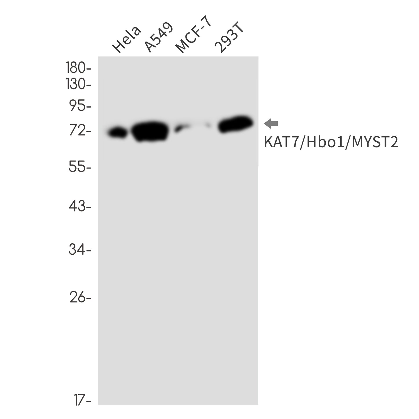 KAT7 / HBO1 / MYST2 (15C5) Rabbit Monoclonal Antibody