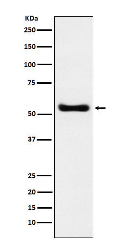 KAT8 / MYST1 / MOF (9E16) Rabbit Monoclonal Antibody