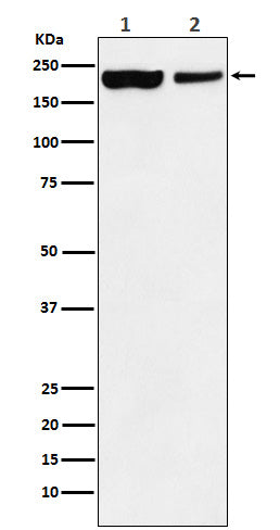 KDM5A (6A16) Rabbit Monoclonal Antibody