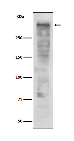 Ki67 (19I8) Rabbit Monoclonal Antibody