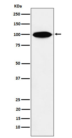 KIFAP3 (10A15) Rabbit Monoclonal Antibody