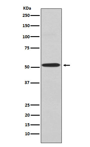 Kir2.1 (17H9) Rabbit Monoclonal Antibody