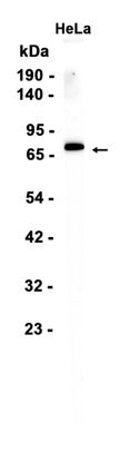 Ku80 (17A1) Rabbit Monoclonal Antibody