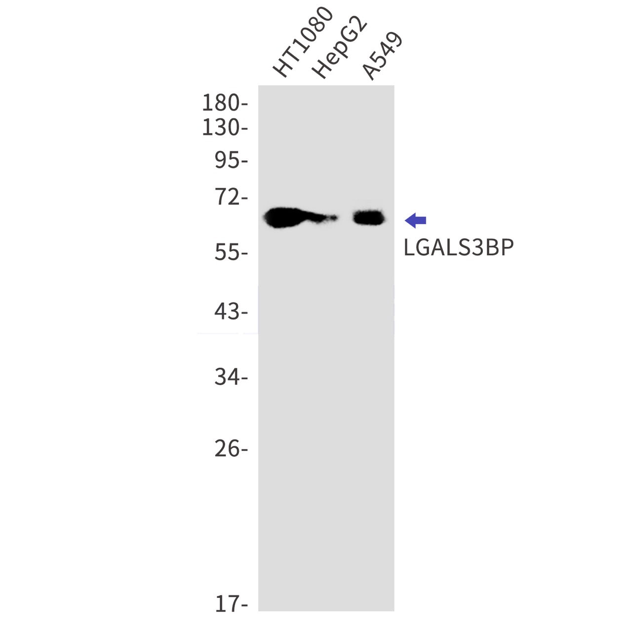 LGALS3BP (7X1) Rabbit Monoclonal Antibody