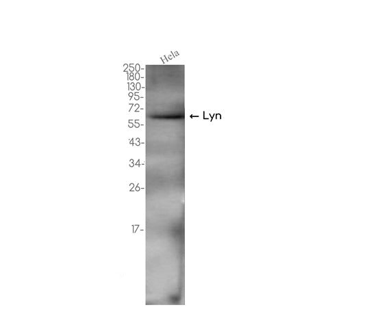 Lyn (9T13) Rabbit Monoclonal Antibody