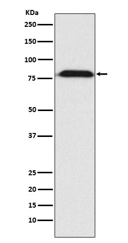 MAD1 (9O1) Rabbit Monoclonal Antibody