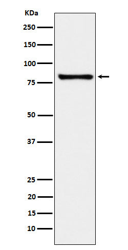 MARK3 (4Z8) Rabbit Monoclonal Antibody