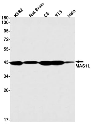 MAS1L (13G3) Rabbit Monoclonal Antibody
