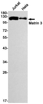 Matrin 3 (1G4) Rabbit Monoclonal Antibody