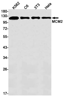 MCM2 (1K1) Rabbit Monoclonal Antibody