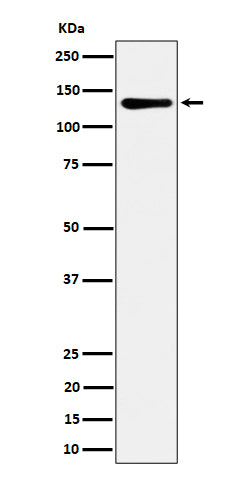 MCM2 (6N7) Rabbit Monoclonal Antibody