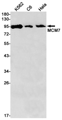 MCM7 (14E16) Rabbit Monoclonal Antibody