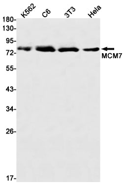 MCM7 (3E12) Rabbit Monoclonal Antibody