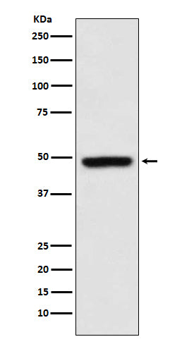 MEIS1 (2B12) Rabbit Monoclonal Antibody