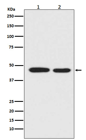 MEK1 (15N17) Rabbit Monoclonal Antibody