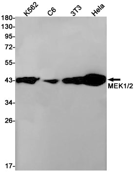 MEK1/2 (8Z2) Rabbit Monoclonal Antibody