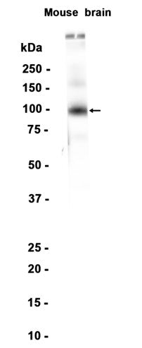 mGluR1 (2N7) Rabbit Monoclonal Antibody