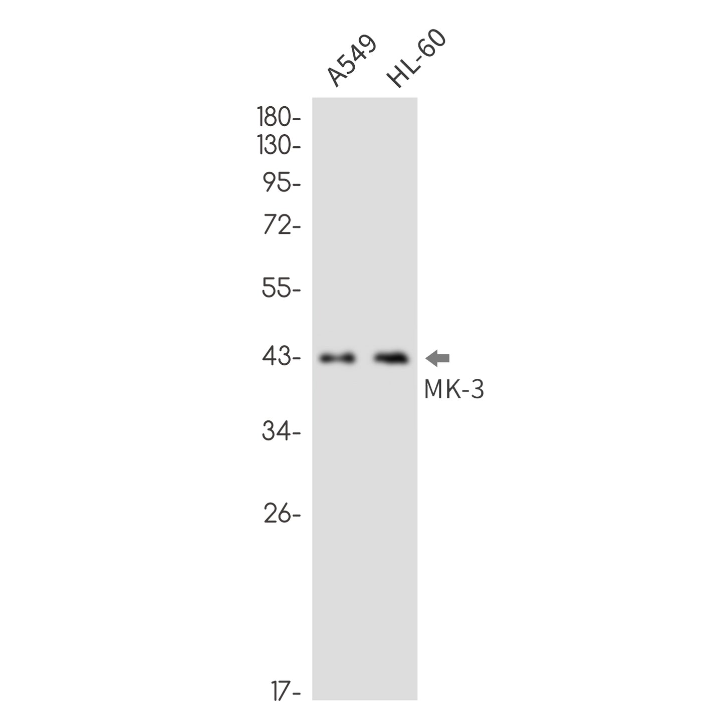 MK3 (16N18) Rabbit Monoclonal Antibody