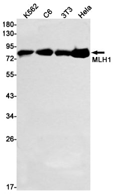 MLH1 (18Q4) Rabbit Monoclonal Antibody