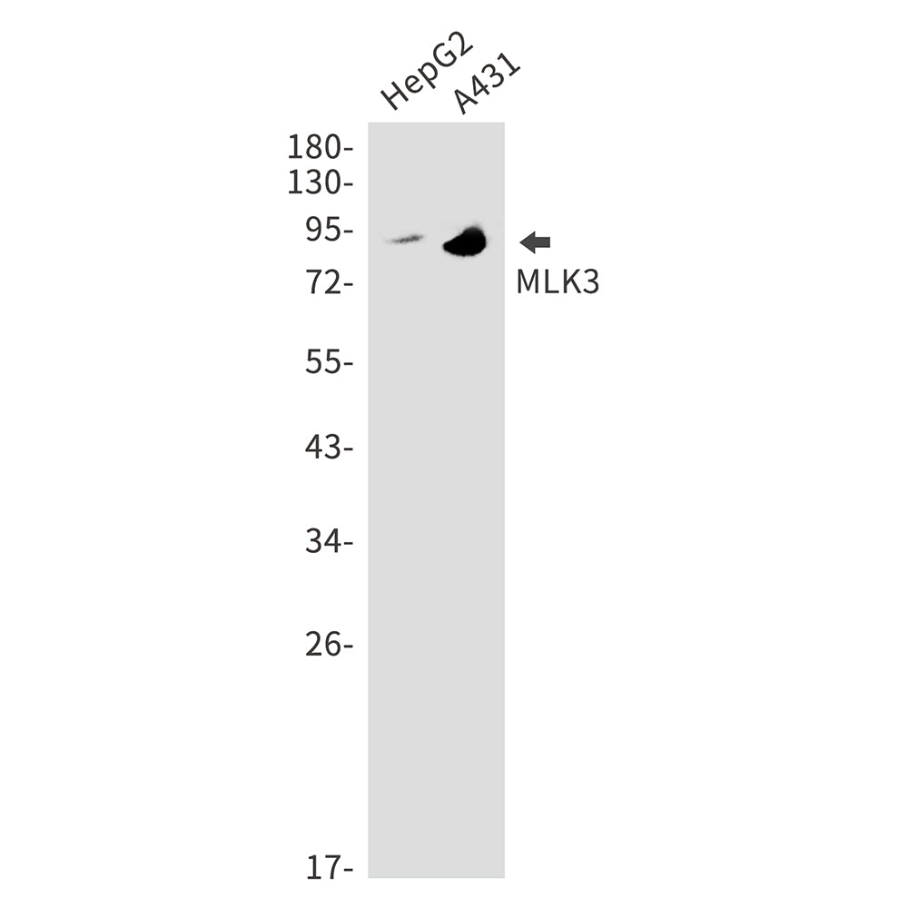 MLK3 (1E14) Rabbit Monoclonal Antibody