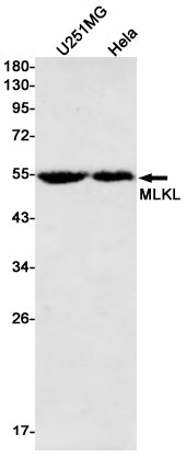 MLKL (10P13) Rabbit Monoclonal Antibody