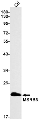 MSRB3 (4D16) Rabbit Monoclonal Antibody