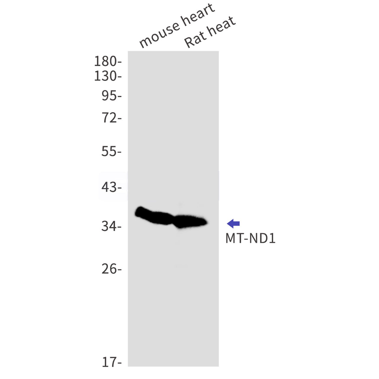 MT-ND1 (12B19) Rabbit Monoclonal Antibody