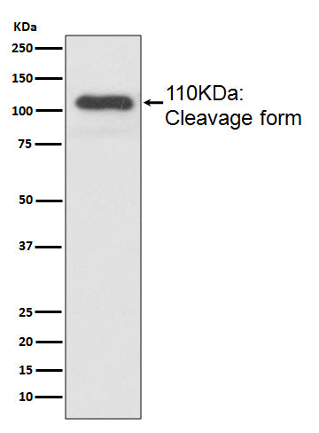 MUC2 (19N18) Rabbit Monoclonal Antibody