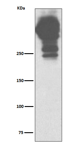 MUC5AC (10H12) Rabbit Monoclonal Antibody