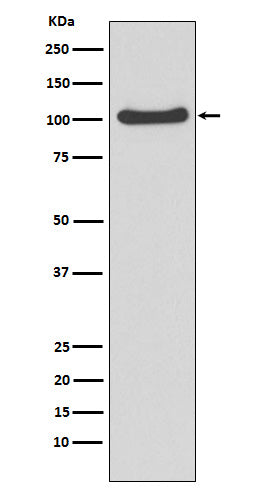 MVP (16O6) Rabbit Monoclonal Antibody