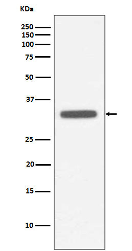 MyD88 (5Y8) Rabbit Monoclonal Antibody