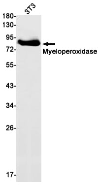 Myeloperoxidase (7I18) Rabbit Monoclonal Antibody