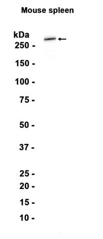 MYH11 (6C13) Rabbit Monoclonal Antibody