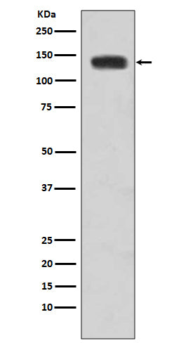 N Cadherin (6M5) Rabbit Monoclonal Antibody