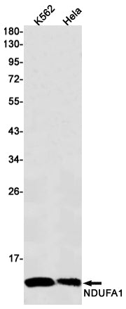 NDUFA1 (6J2) Rabbit Monoclonal Antibody