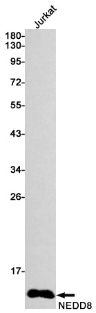 NEDD8 (5F5) Rabbit Monoclonal Antibody