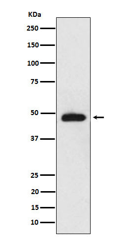 NeuroD2 (8O7) Rabbit Monoclonal Antibody