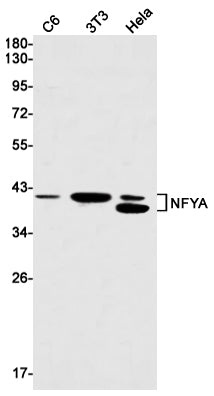 NFYA (8C14) Rabbit Monoclonal Antibody