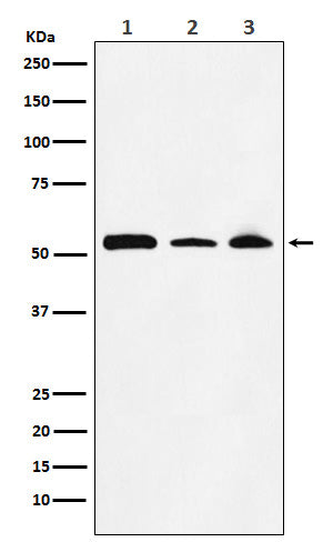 NONO / p54nrb (19A11) Rabbit Monoclonal Antibody