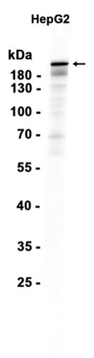 NOTCH4 (18Z4) Rabbit Monoclonal Antibody
