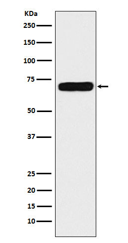 NPRC (8Z17) Rabbit Monoclonal Antibody