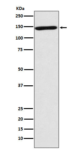 NRCAM (13T10) Rabbit Monoclonal Antibody